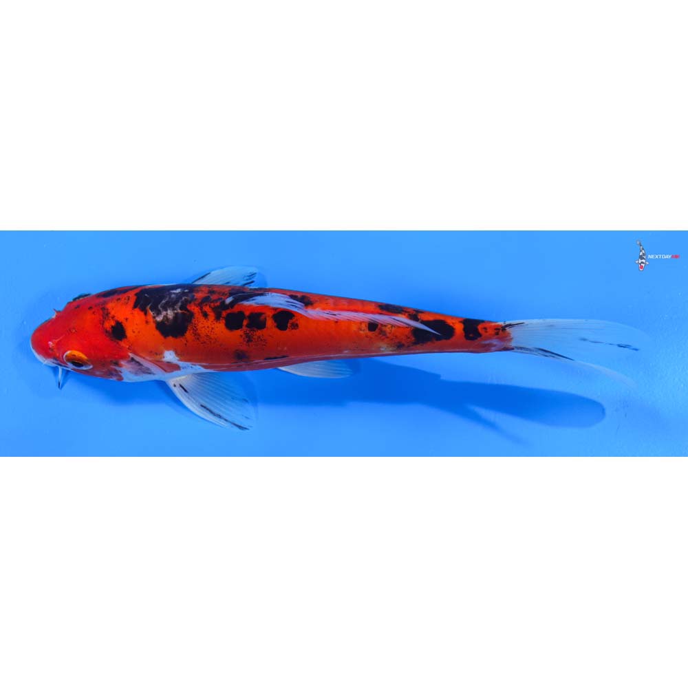 8.5” Imported Doitsu Goshiki