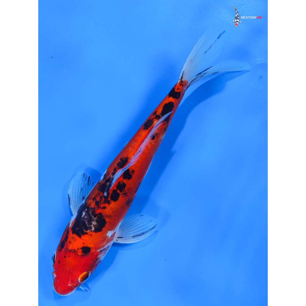 8.5” Imported Doitsu Goshiki