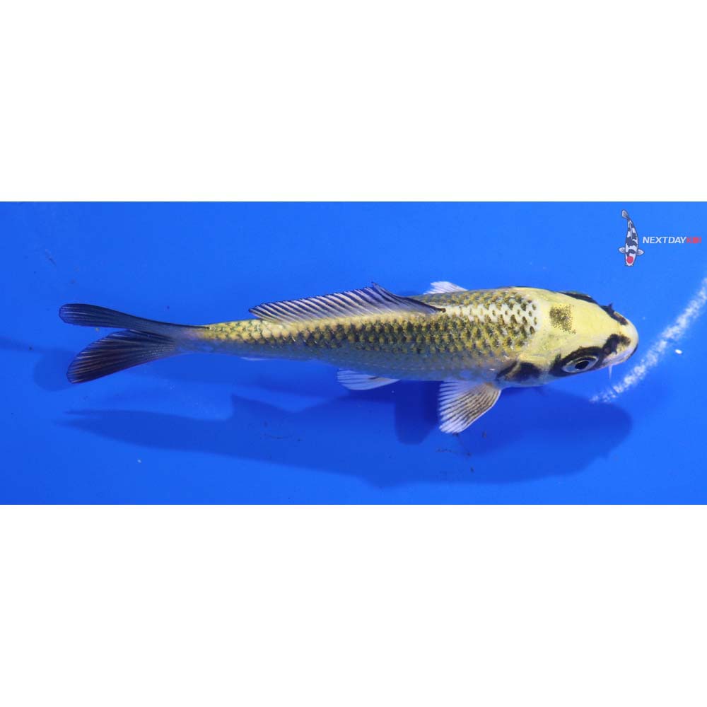 4” Imported Ki Matsuba