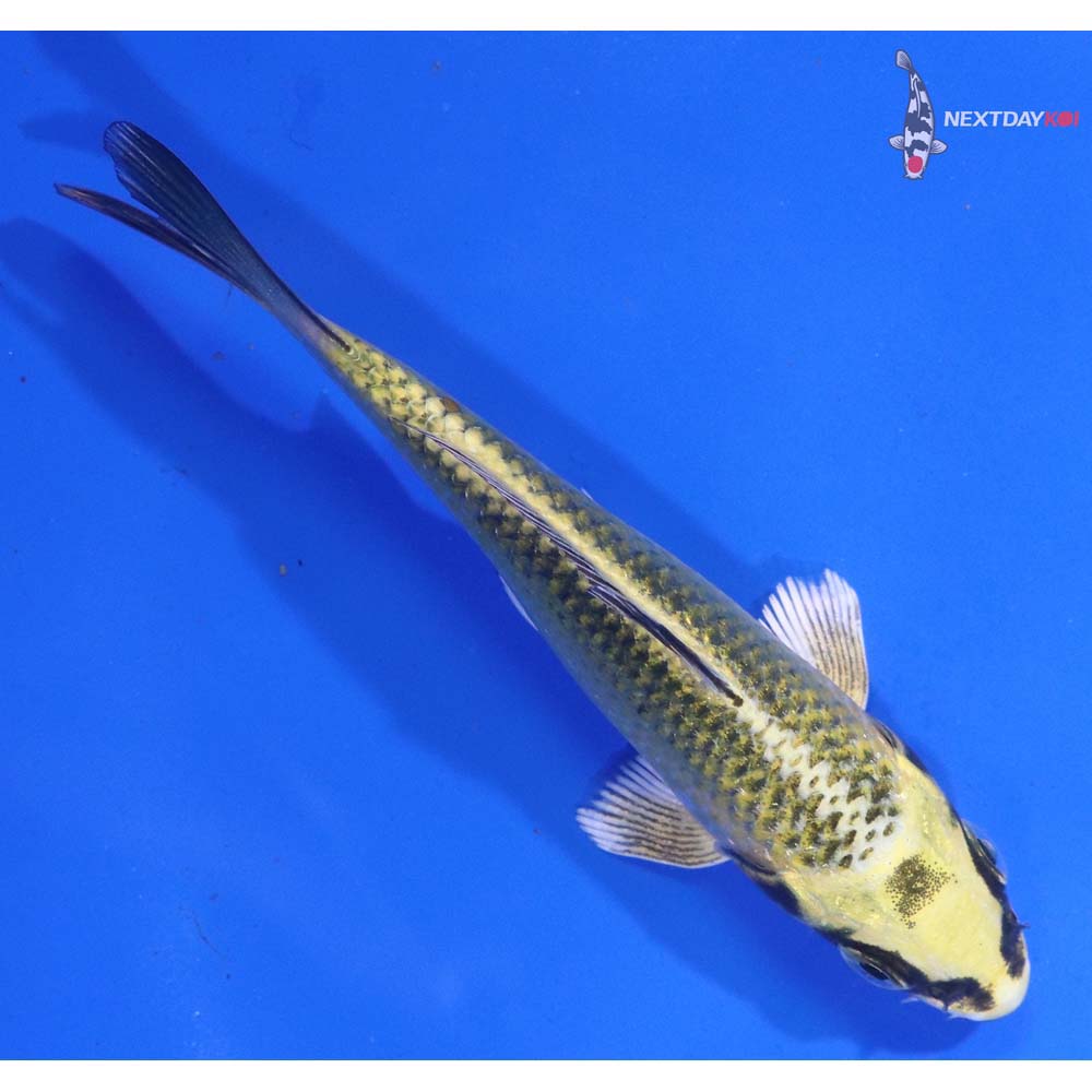 4” Imported Ki Matsuba