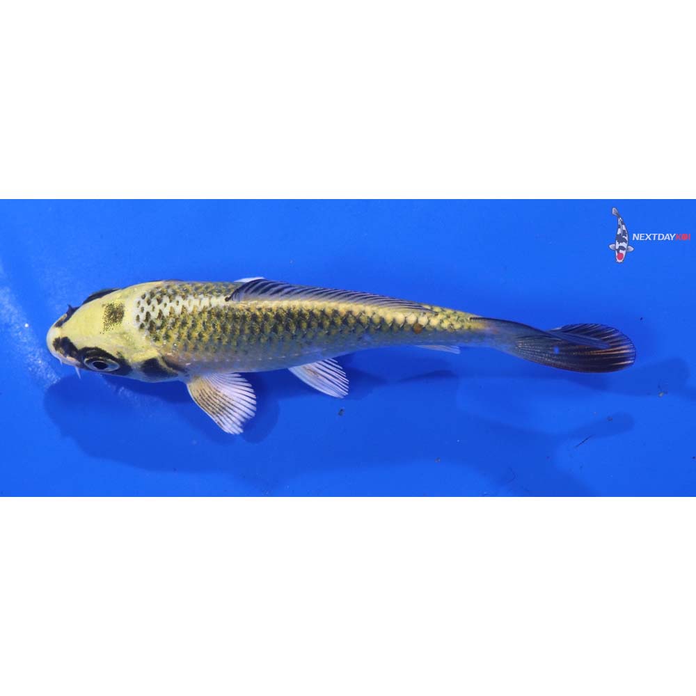 4” Imported Ki Matsuba