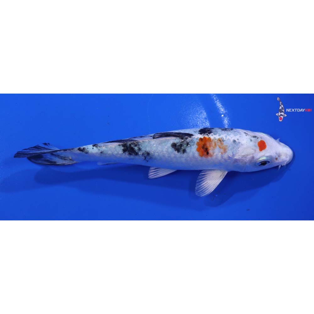 5.5” Imported Yamato Nishiki