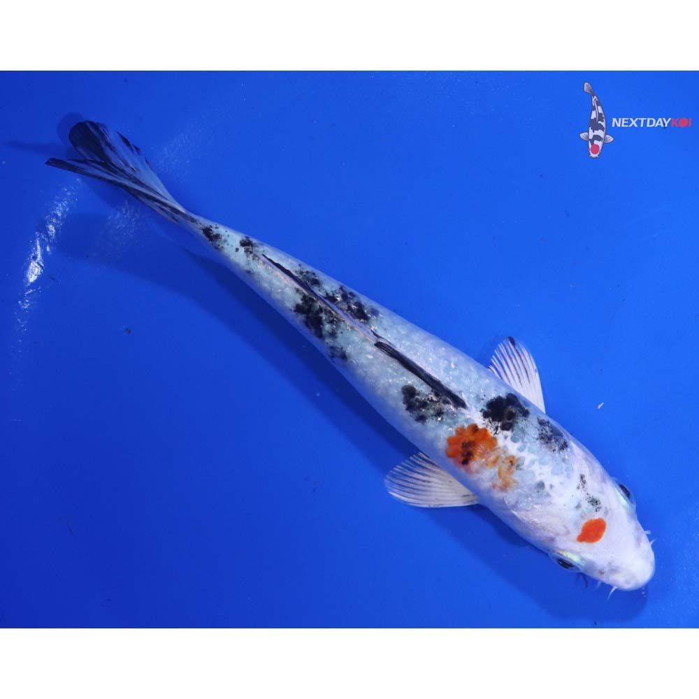 5.5” Imported Yamato Nishiki