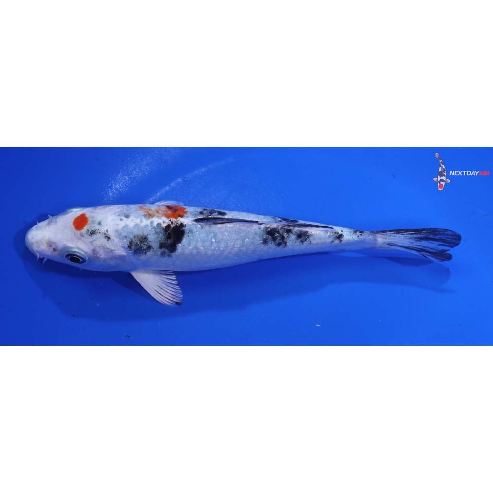 5.5” Imported Yamato Nishiki