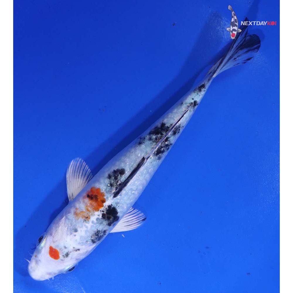 5.5” Imported Yamato Nishiki