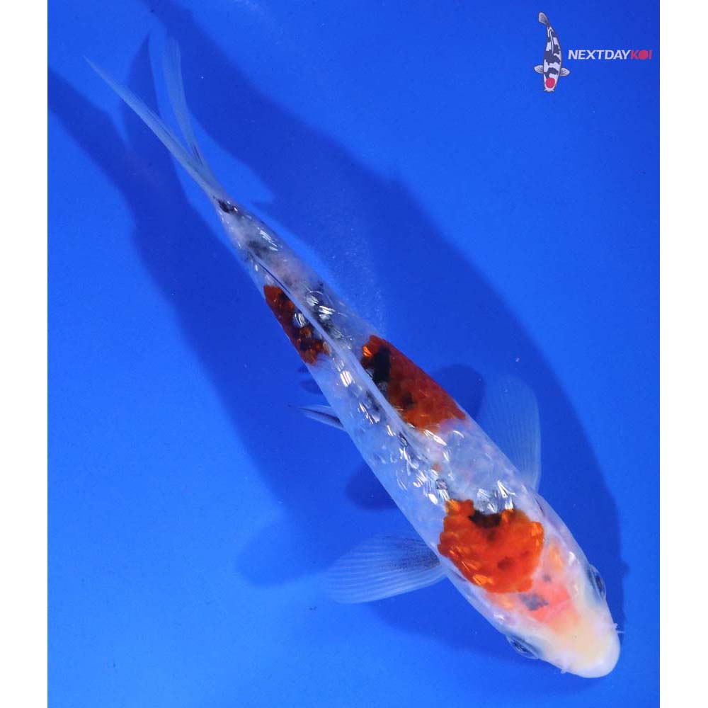 5.5” Imported Gin Rin Sanke