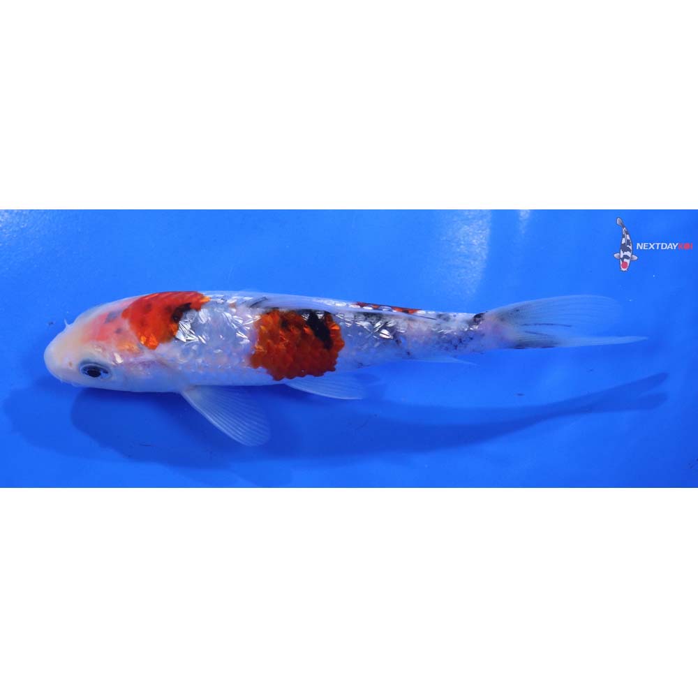 5.5” Imported Gin Rin Sanke