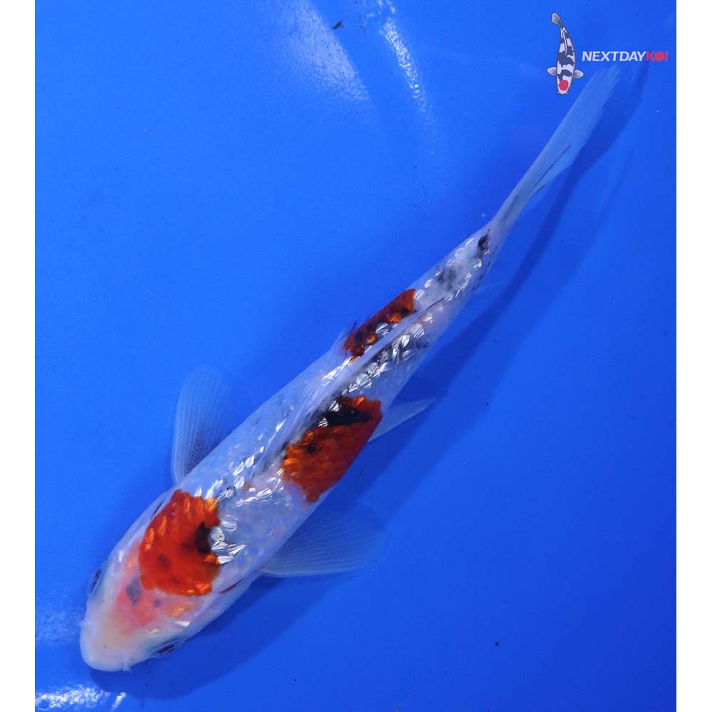 5.5” Imported Gin Rin Sanke