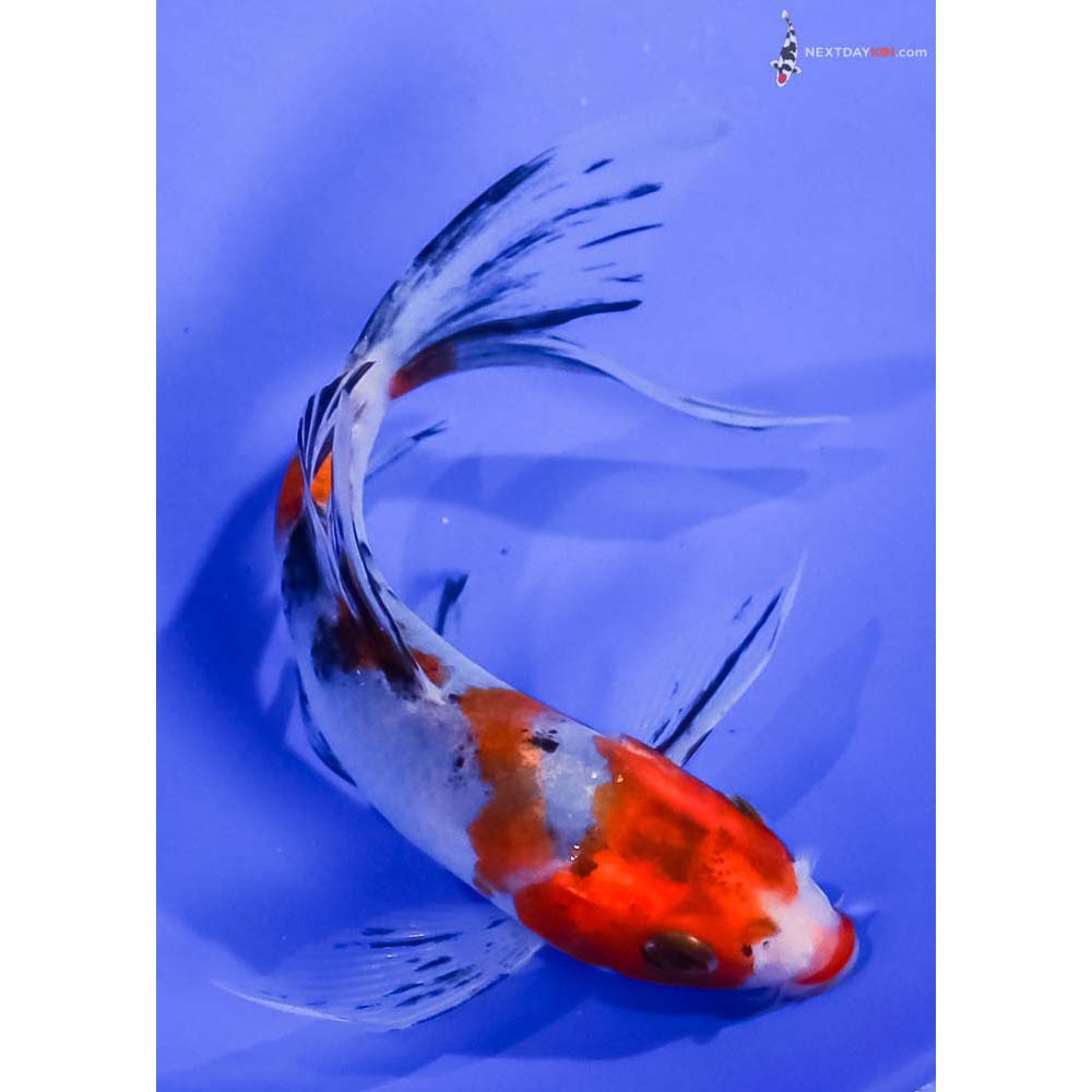 5” Imported Sanke Butterfly Koi