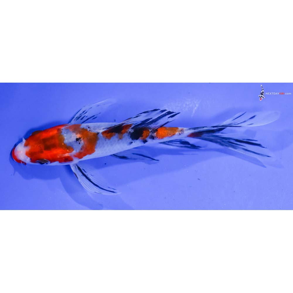 5” Imported Sanke Butterfly Koi