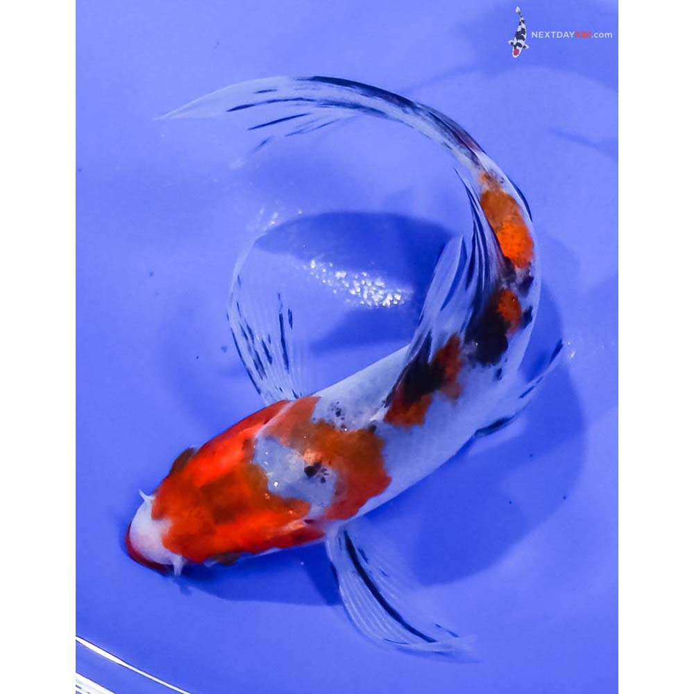 5” Imported Sanke Butterfly Koi