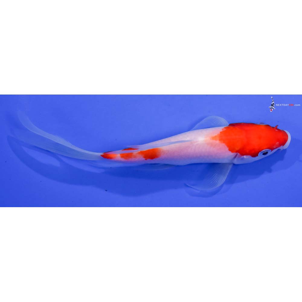 6” Imported Kohaku Butterfly Koi