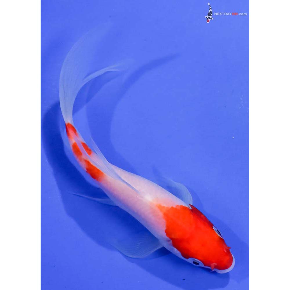 6” Imported Kohaku Butterfly Koi