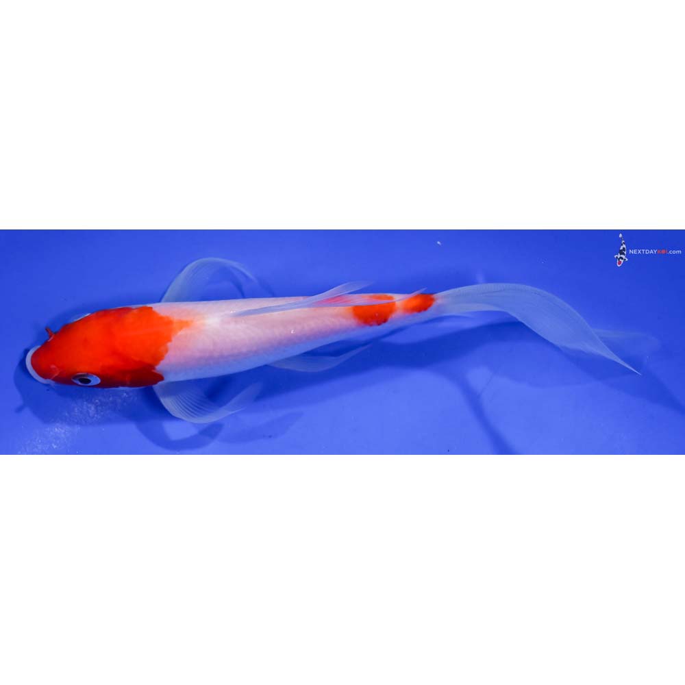 6” Imported Kohaku Butterfly Koi