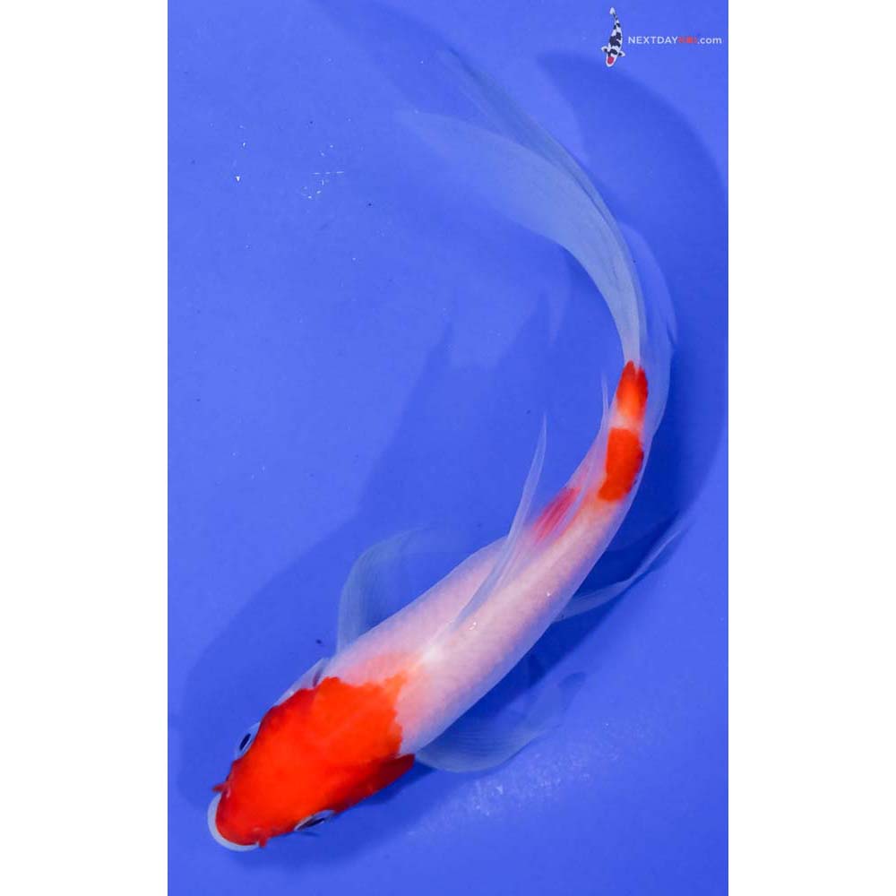 6” Imported Kohaku Butterfly Koi