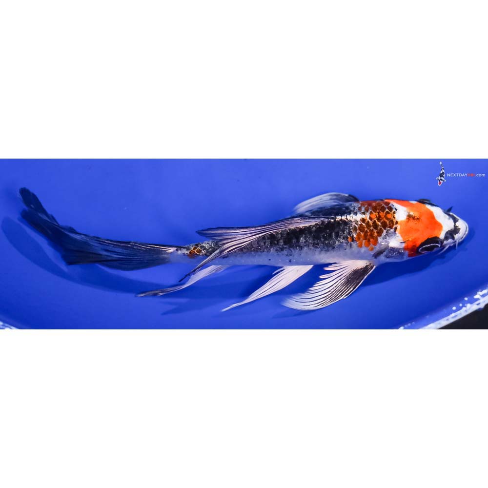 6” Imported Kujaku Butterfly Koi