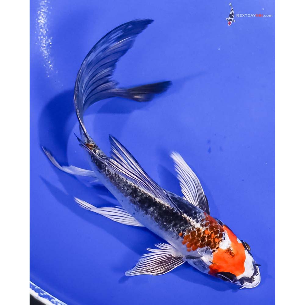 6” Imported Kujaku Butterfly Koi