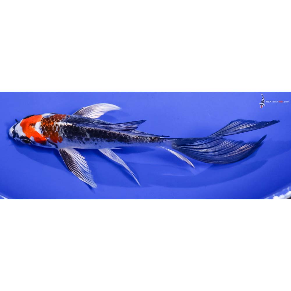 6” Imported Kujaku Butterfly Koi