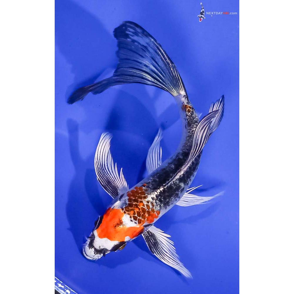 6” Imported Kujaku Butterfly Koi