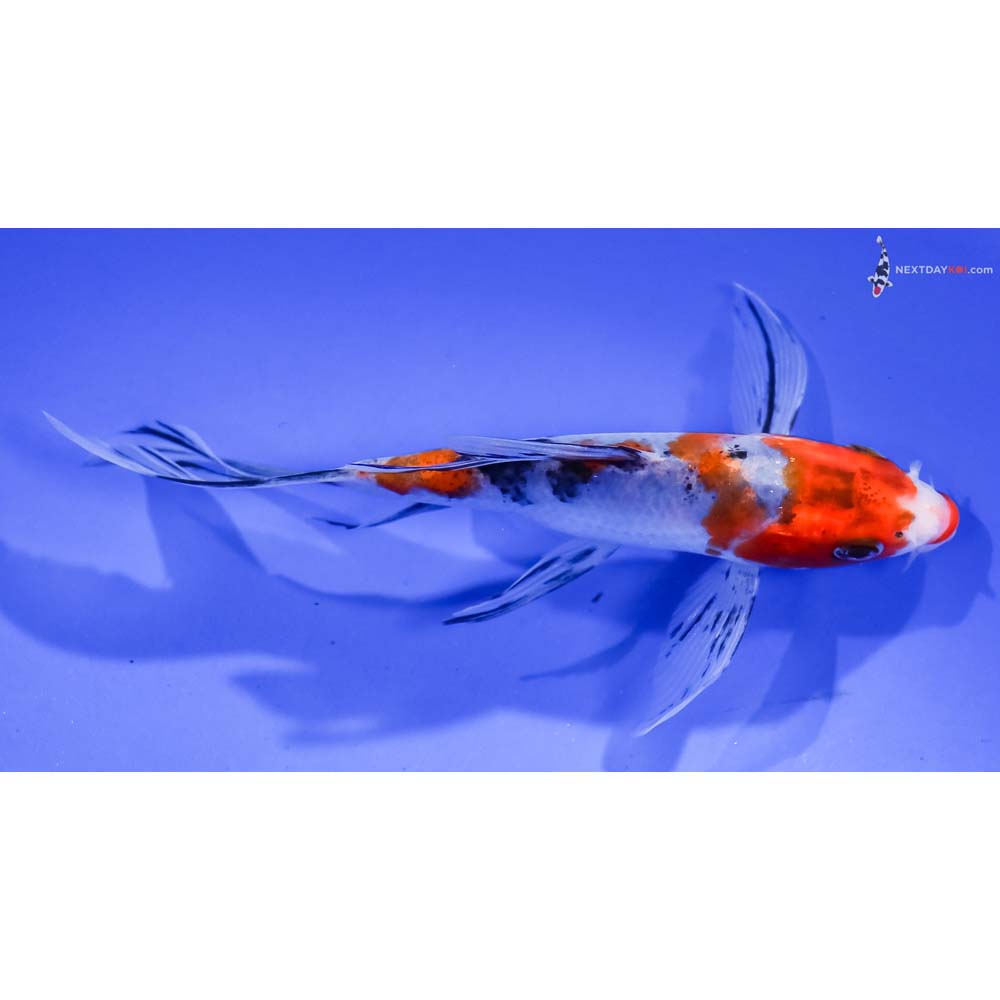 5” Imported Sanke Butterfly Koi