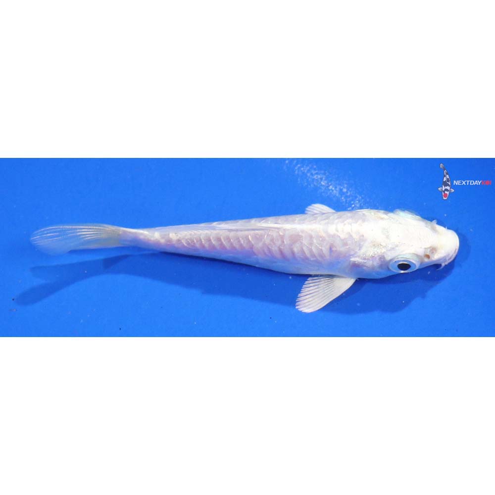 4” Imported Doitsu Platinum Ogon