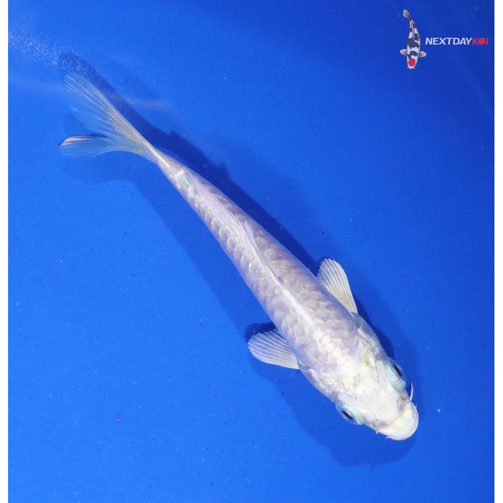 4” Imported Doitsu Platinum Ogon
