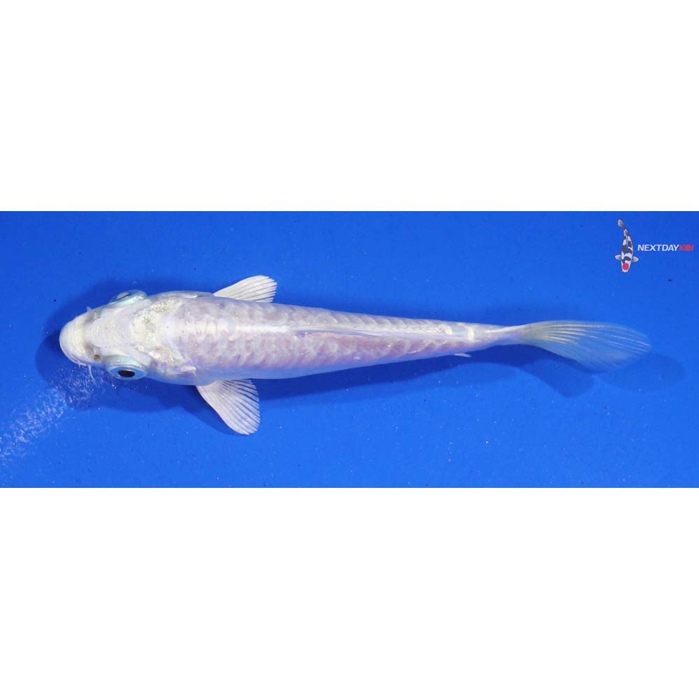 4” Imported Doitsu Platinum Ogon