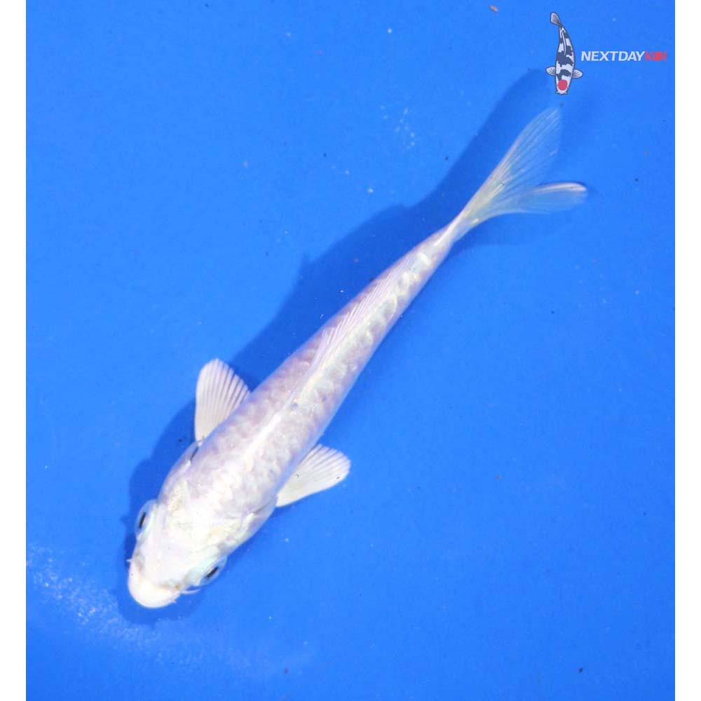 4” Imported Doitsu Platinum Ogon