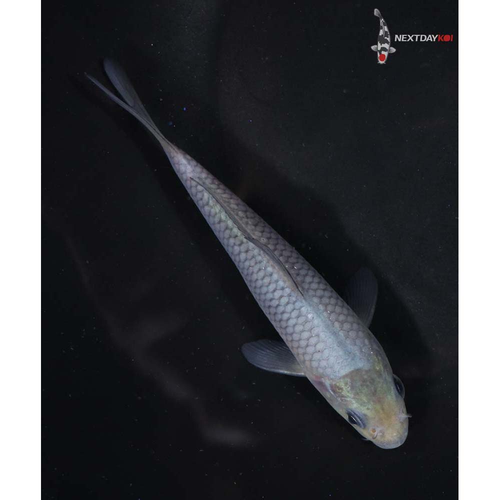 5” Imported Soragoi