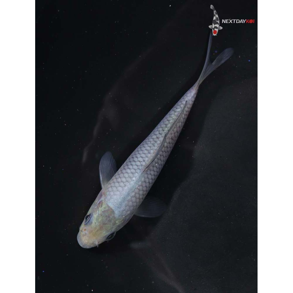 5” Imported Soragoi