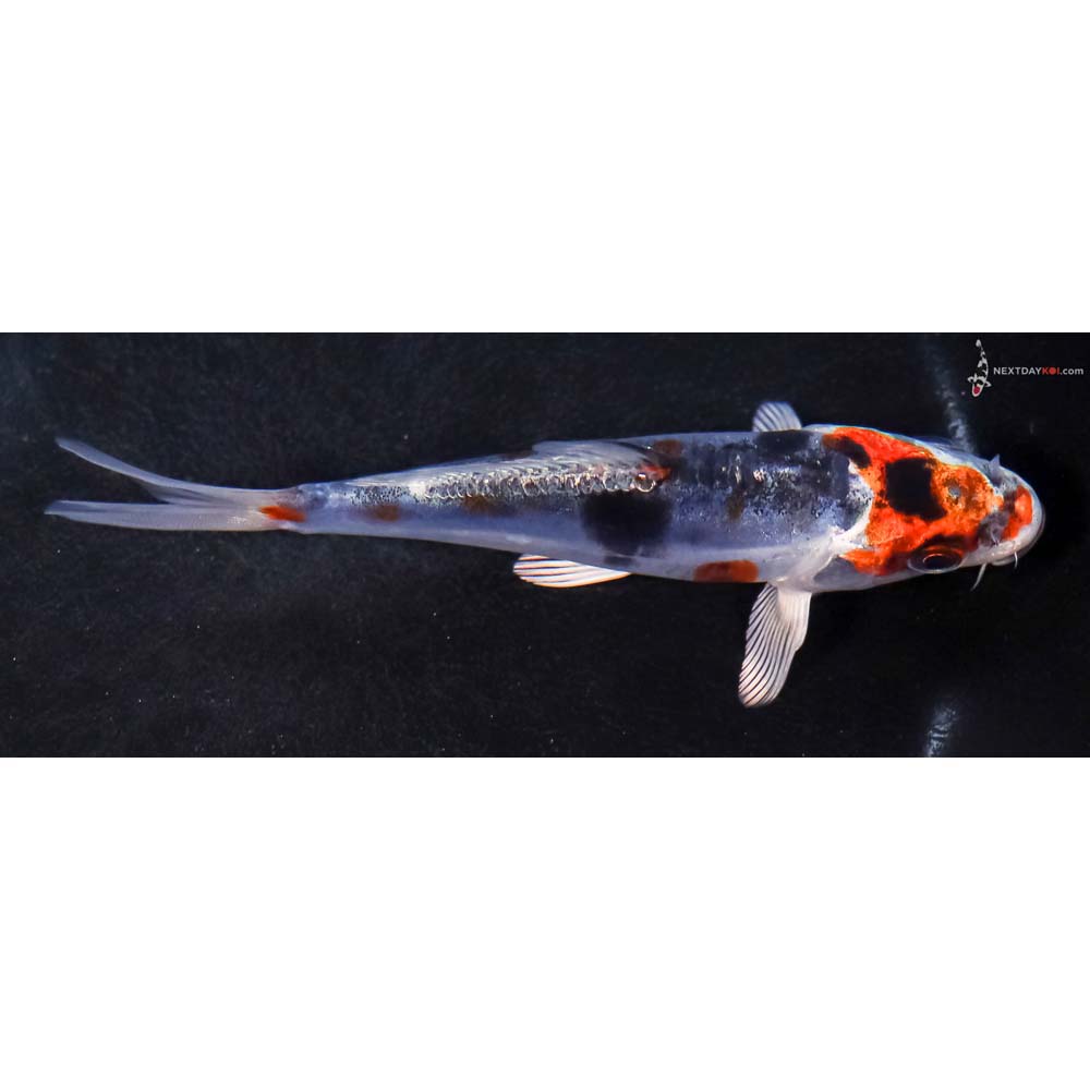 4.5” Imported Doitsu Blue Kujaku