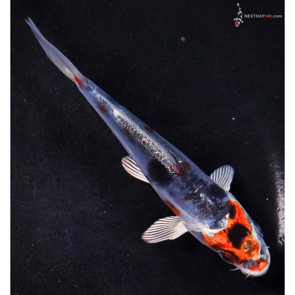 4.5” Imported Doitsu Blue Kujaku