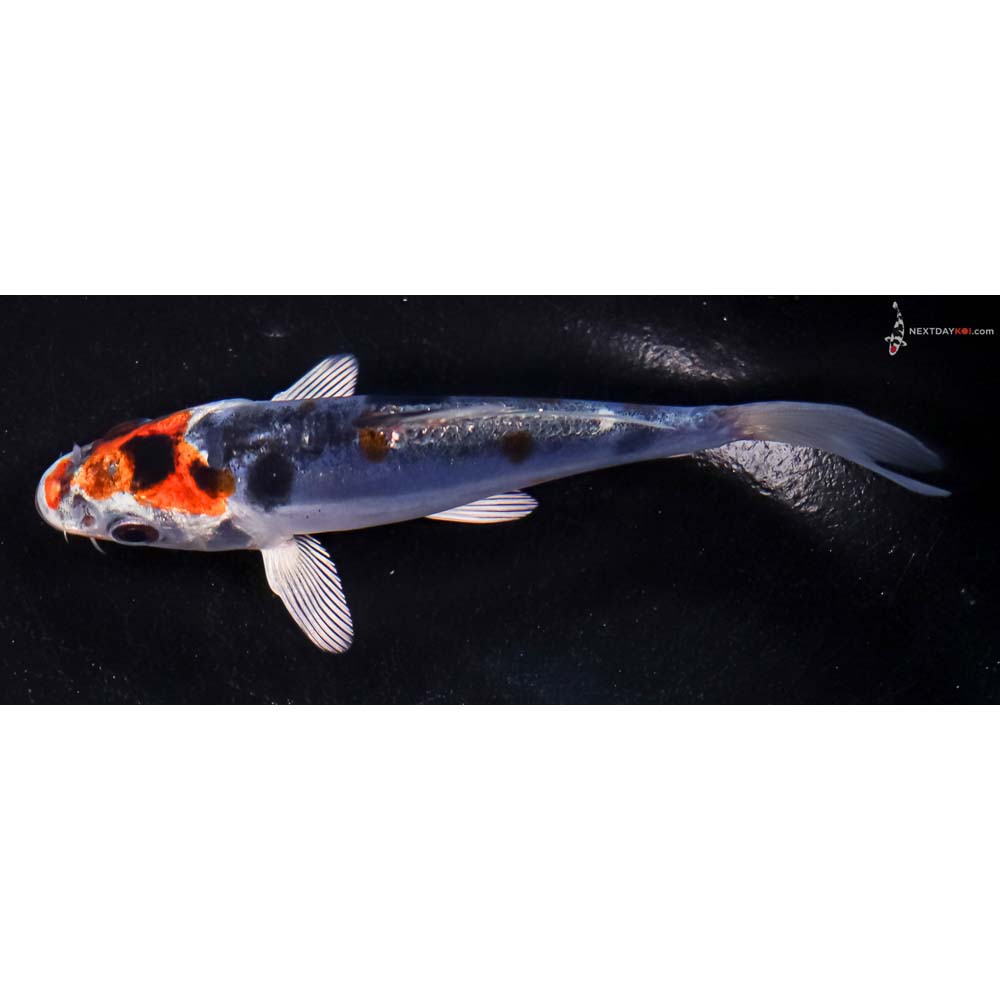 4.5” Imported Doitsu Blue Kujaku