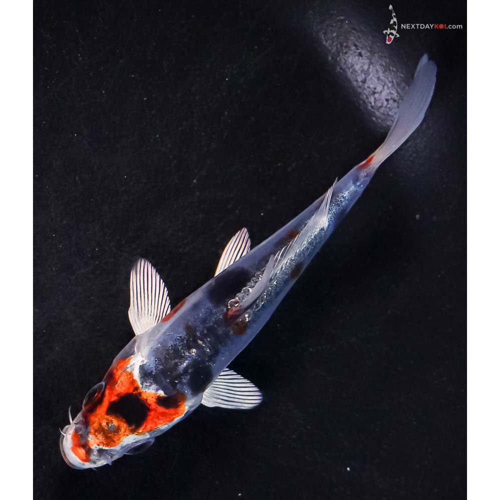 4.5” Imported Doitsu Blue Kujaku
