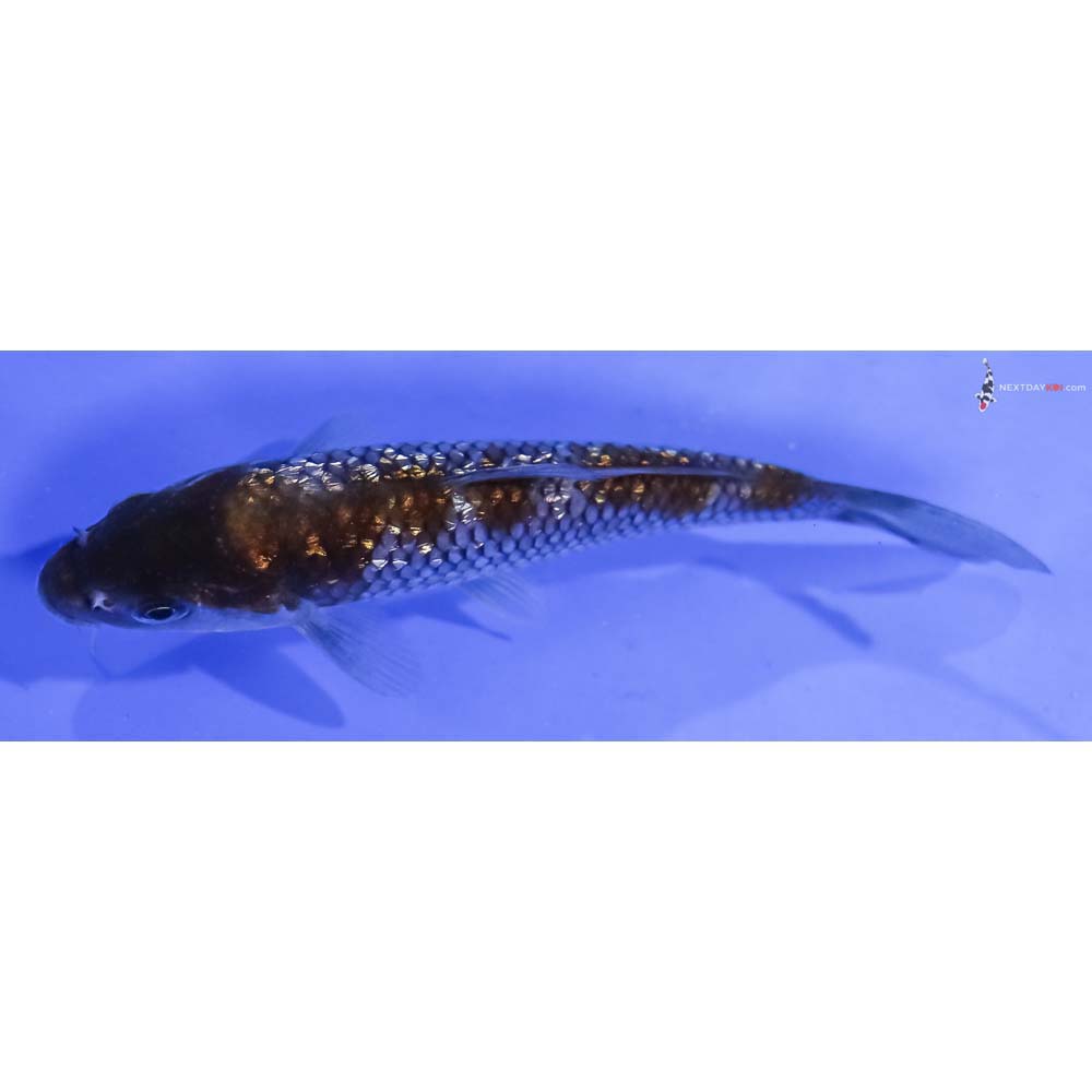 5” Imported Gin Rin Ochiba Shigure