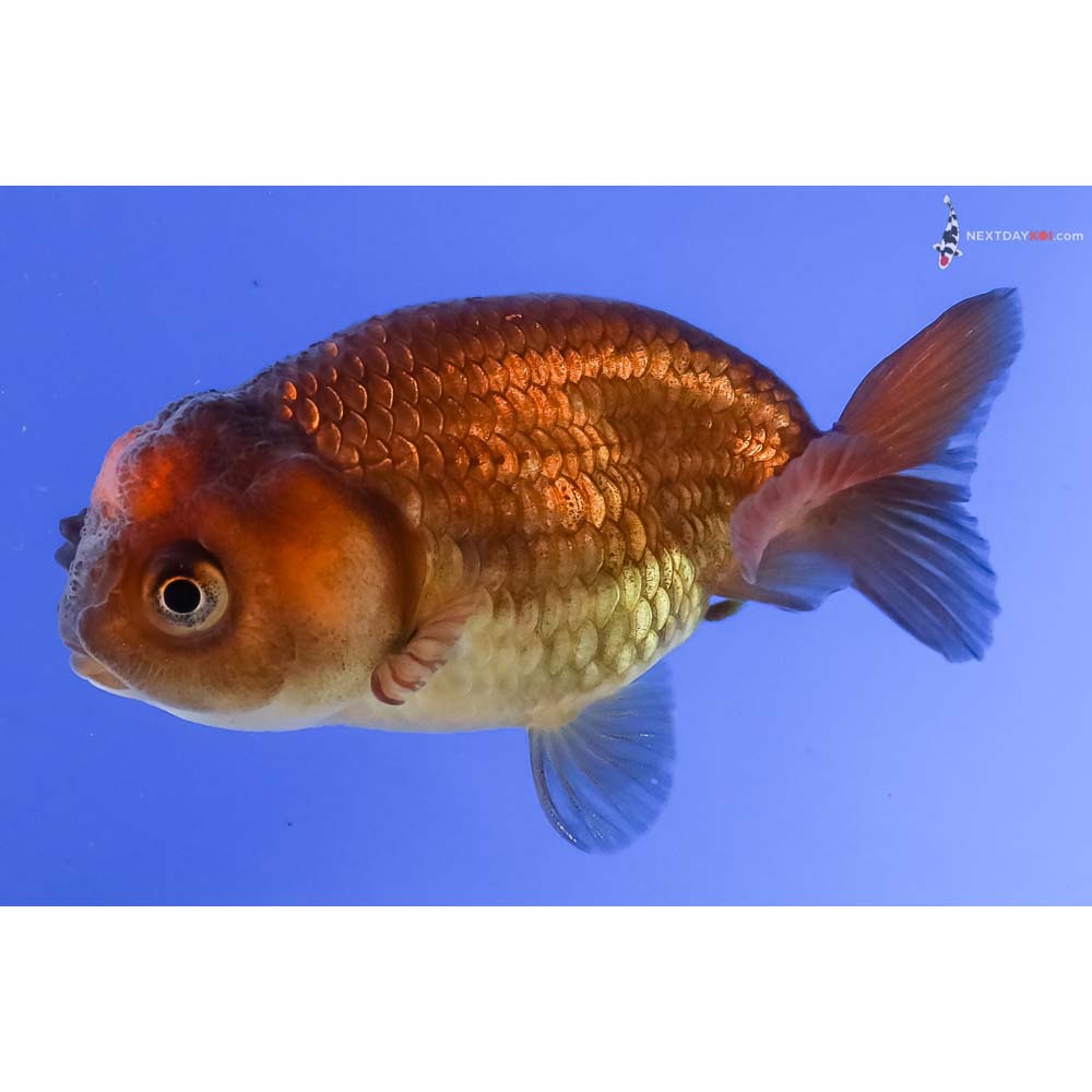3” Imported Red and Black Ranchu