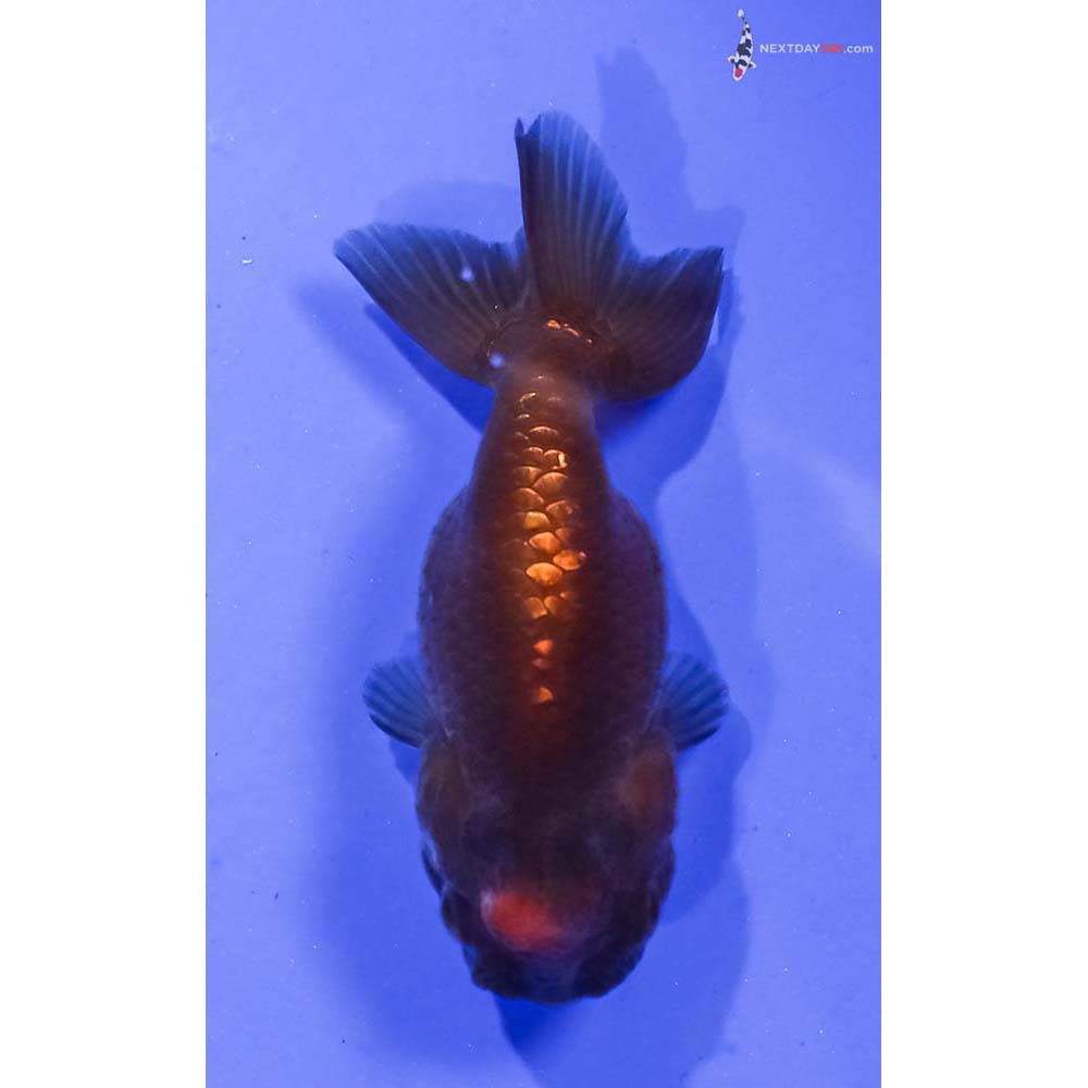 3” Imported Red and Black Ranchu