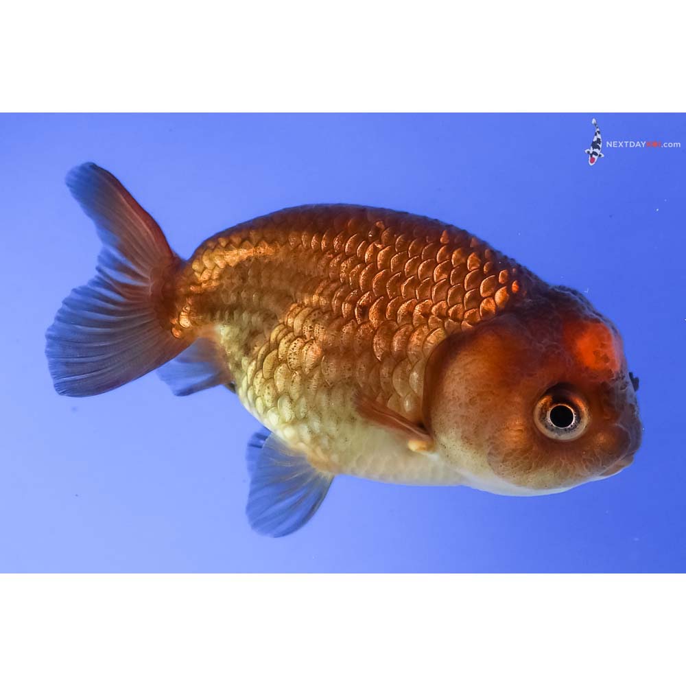 3” Imported Red and Black Ranchu