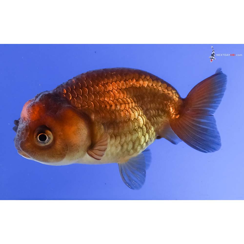 3” Imported Red and Black Ranchu