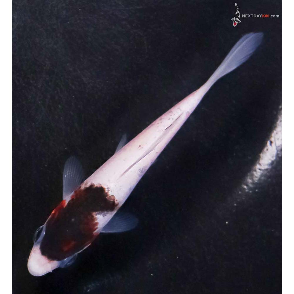 3.5” Imported Goromo