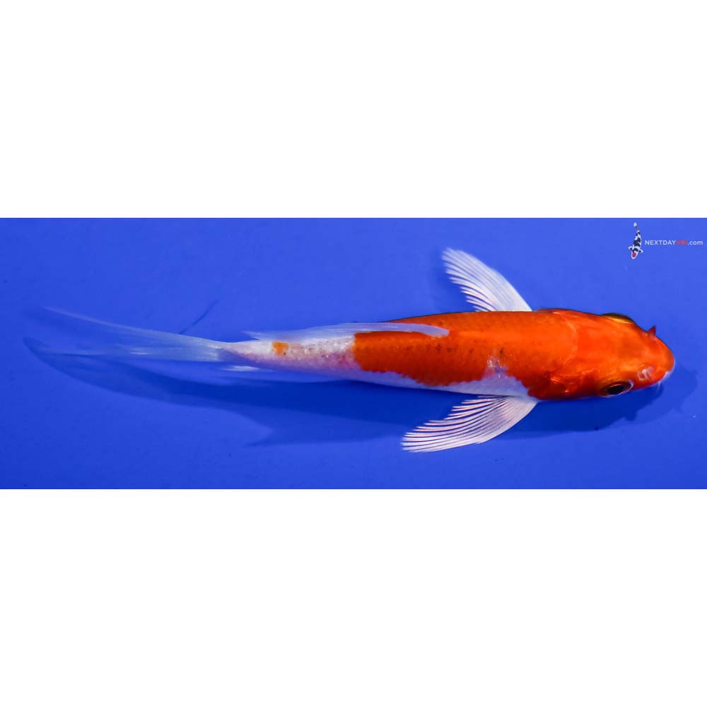 4” Imported Hariwake Butterfly Koi