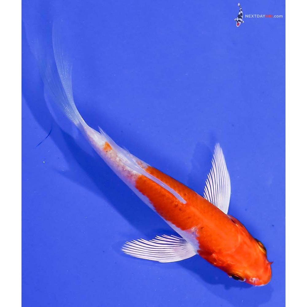 4” Imported Hariwake Butterfly Koi