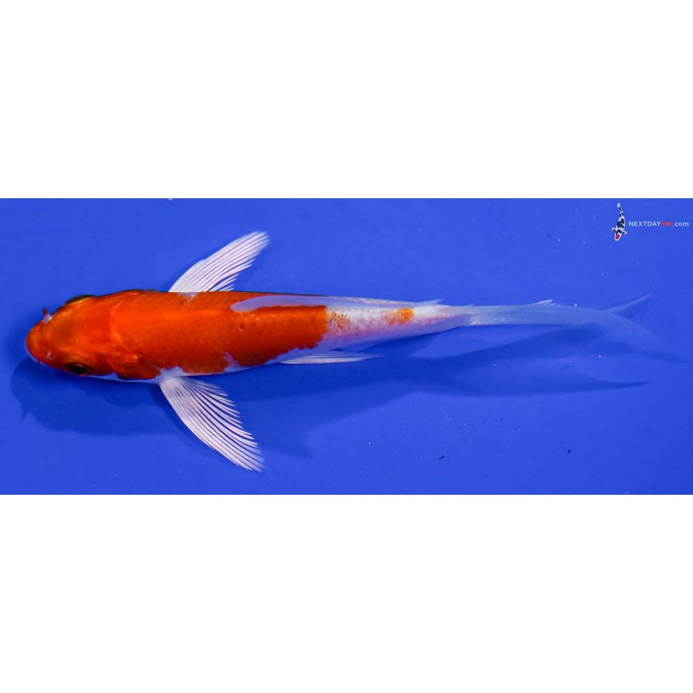 4” Imported Hariwake Butterfly Koi