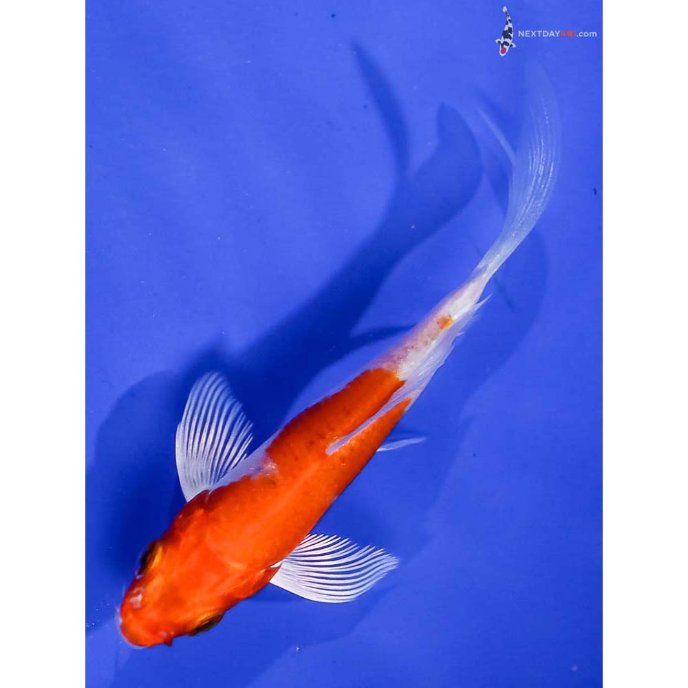 4” Imported Hariwake Butterfly Koi