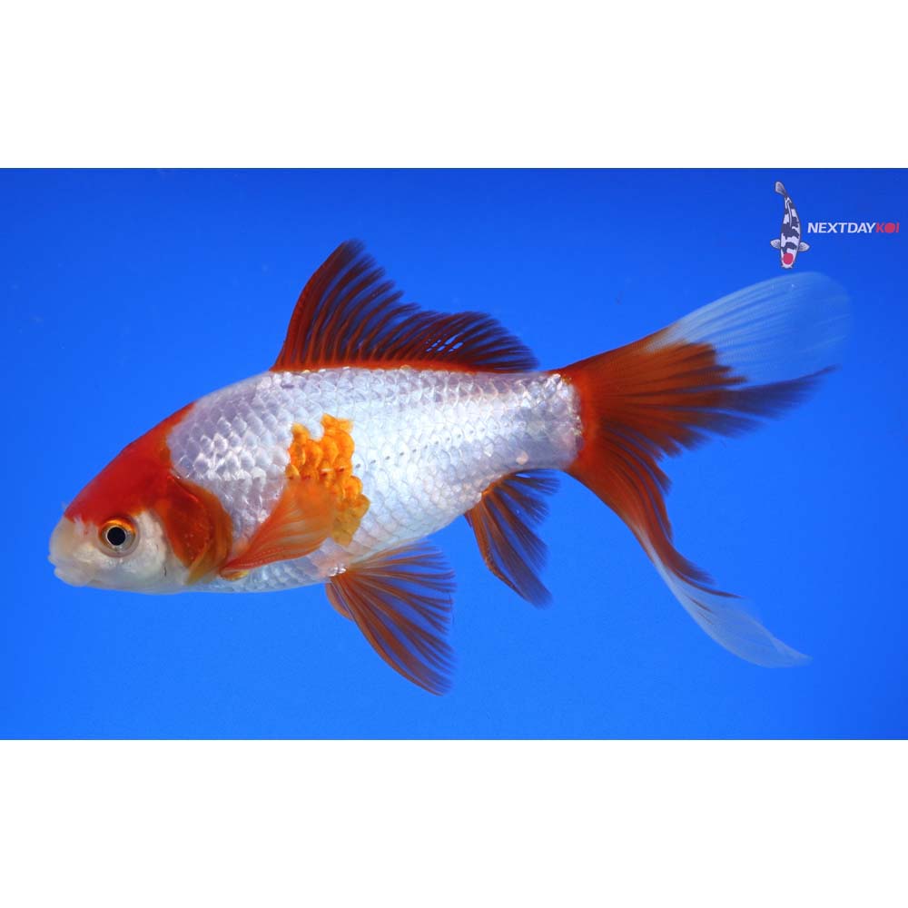 6.5” Imported Male Sarasa Comet