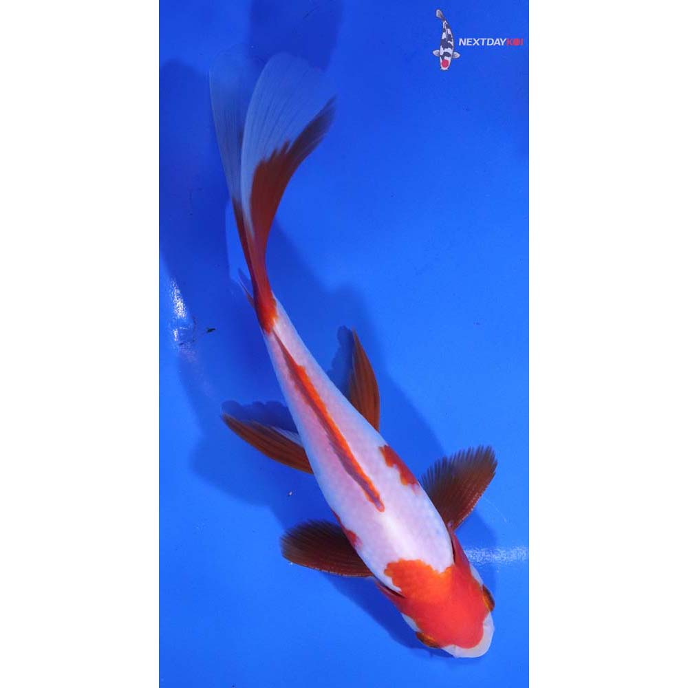 6.5” Imported Male Sarasa Comet