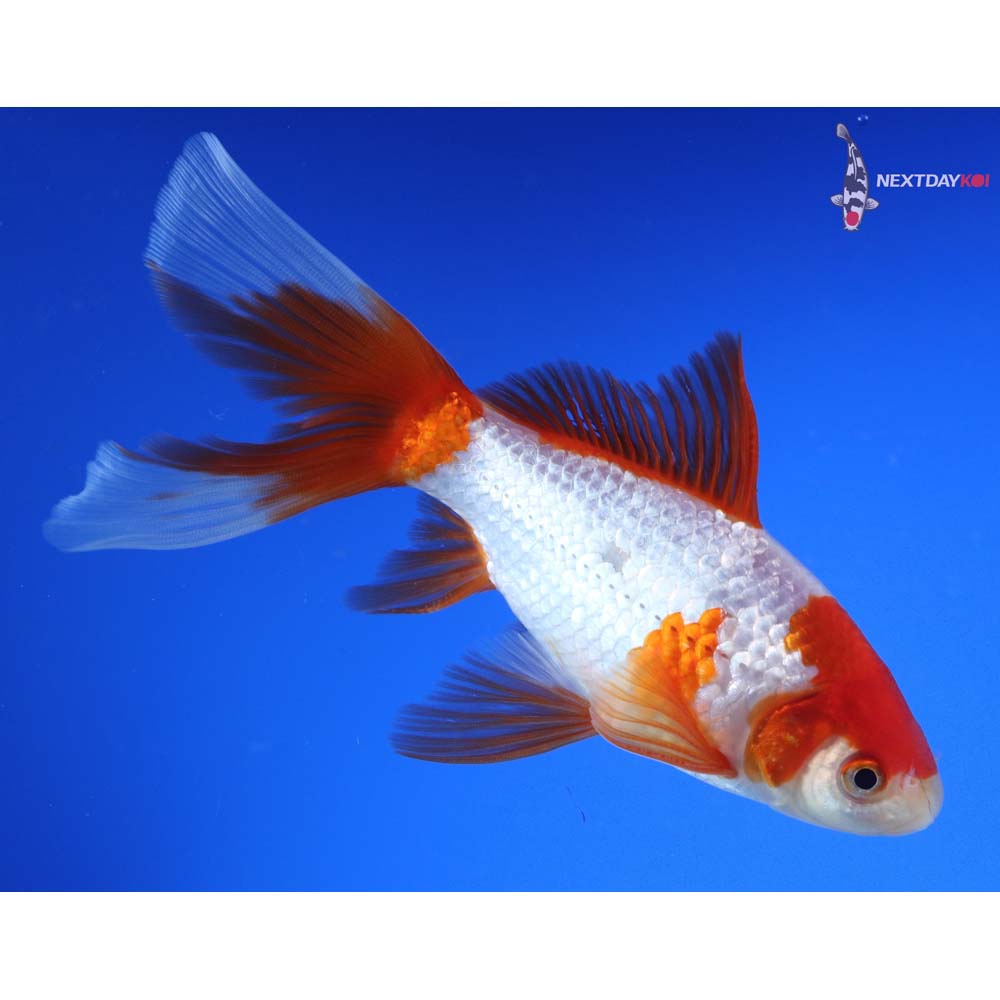 6.5” Imported Male Sarasa Comet