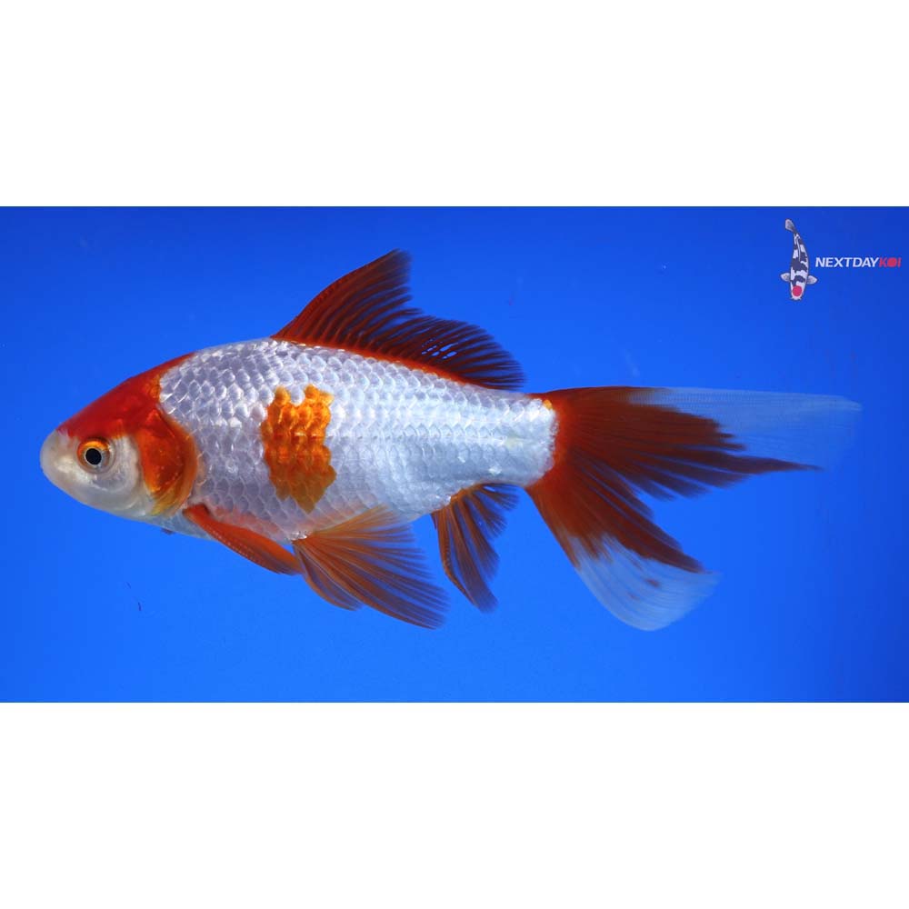 6.5” Imported Male Sarasa Comet