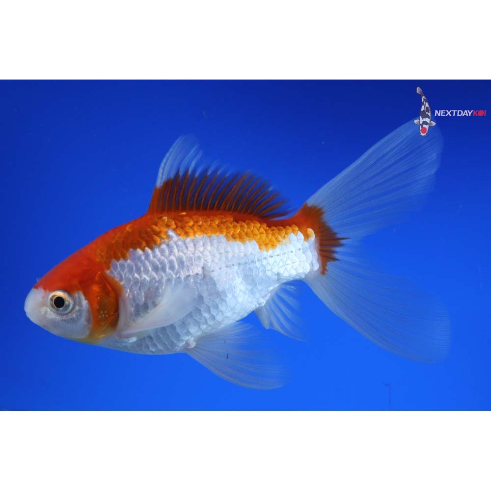 6” Imported Male Sarasa Comet