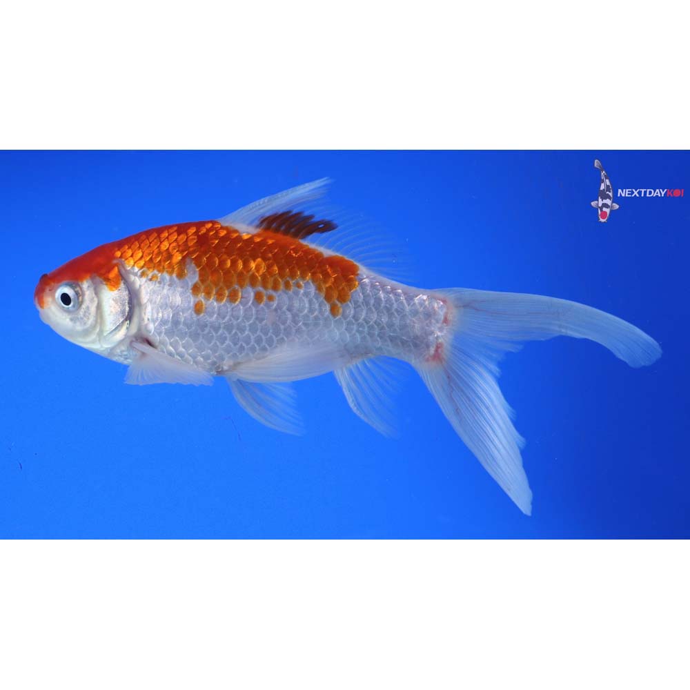 6.5” Imported Male Sarasa Comet